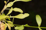 Coastal rose gentian